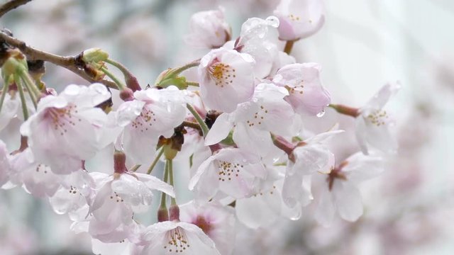 Raindrops on full blooming Somei Yoshino cherry blossoms in central Tokyo.