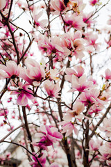 Beautiful light pink magnolia flowers on white sky background.