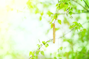 Fototapeta premium Spring background with leaves and birch catkins