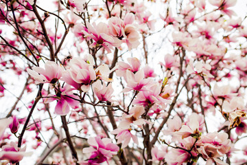 Beautiful light pink magnolia flowers on white sky background.