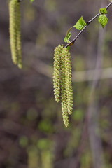 The inflorescences on branches of birch in springtime on a blurr