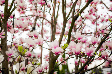 Fototapeta na wymiar Beautiful light pink magnolia flowers on white sky background.