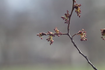 The first leaves on the branches in tin springtime on a blurred