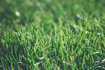 Green grass in a bright day dew close up macro