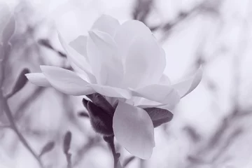 white magnolia blossoming colored in violet