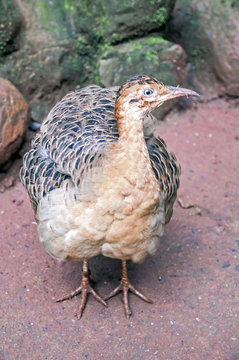 Brazilian partridge