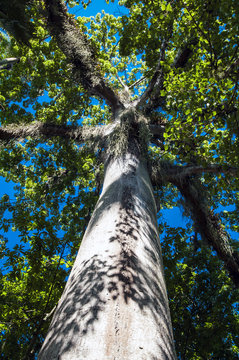 Rio De Janeiro Botanical Garden