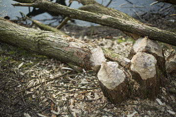Boughs of trees felled by beavers