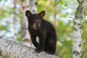 Black Bear Cub (Ursus americanus) Ears Forward © hkuchera