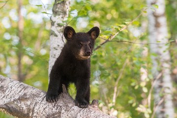 Black Bear Cub (Ursus americanus) Stands on Branch