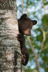 Young Black Bear (Ursus americanus) Eyes Closed