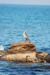 Fototapeta premium Isola di Sardegna, mare, cormorano sulle rocce, water, fauna, mare mediterraneo, estate,