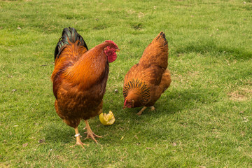 rooster and a chicken on a green meadow. sunny weather