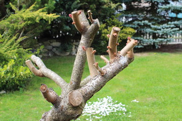 Radikaler Schnitt am Essigbaum und Austrieb im Frühling