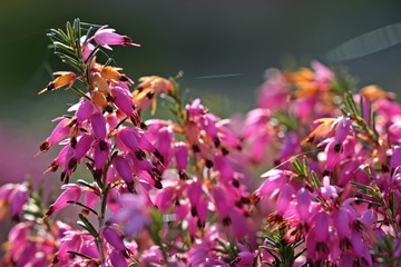 Blühendes Heidekraut mit Spinnweben