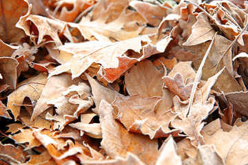 Frozen leaves close up. Natural background