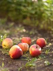Red ripe apples lying on the ground
