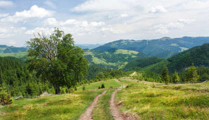 The slopes of the Carpathian Mountains. The landscape of green hills.