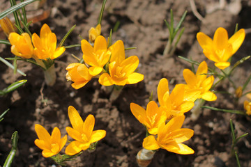 Obraz na płótnie Canvas Yellow crocuses in the early spring at the cottage