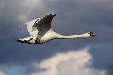 Mute Swan, cygnus olor