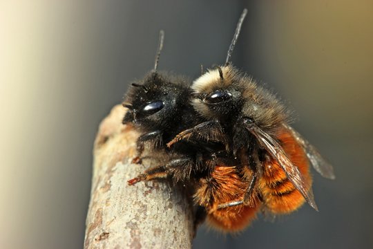 Gehörnte Mauerbienen (Osmia cornuta) bei der Paarung 
