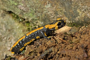 Feuersalamander (Salamandra salamandra) im Nationalpark Kellerwald 