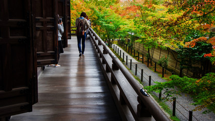 Fototapeta premium people enjoy autumn leaves near Eikando temple