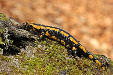 Obraz na płótnie Canvas Feuersalamander (Salamandra salamandra) im Nationalpark Kellerwald 