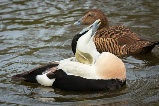 Courtship Common Eider adult male during the mating season, The Netherlands