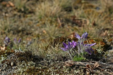 Gewöhnliche Küchenschellen (Pulsatilla vulgaris) im Nationalpark Kellerwald 
