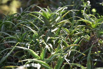 Bush of aloe vera in the nature

