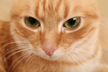Muzzle of a red cat, close up