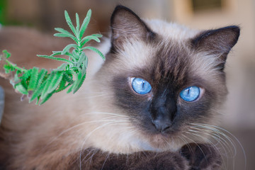 Blue-eyed cat with lavender flower