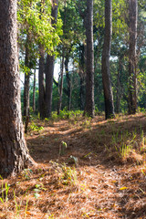 Forest