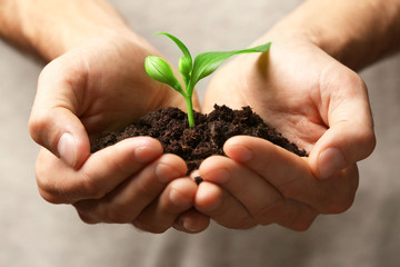 Male hands holding soil and plant, closeup