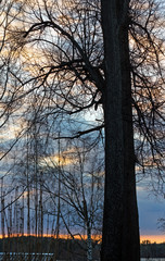 Fototapeta na wymiar силуэт большого дерева на фоне закатного неба