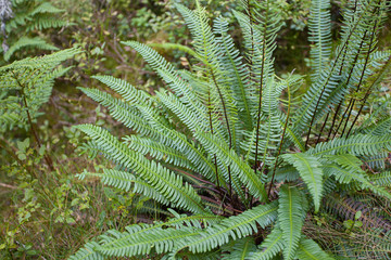 green fern inside a forest