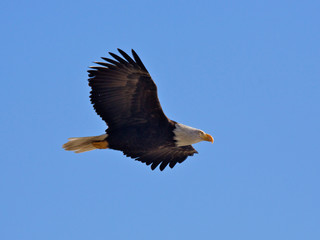 Obraz premium Bald Eagle