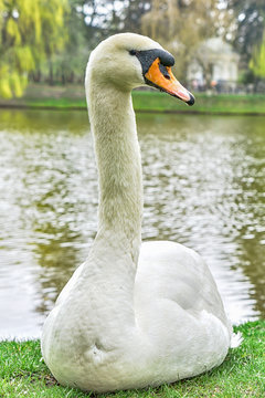 Portrait of white swan on lake background