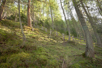 Fence inside a typical forest of the Italian Alps