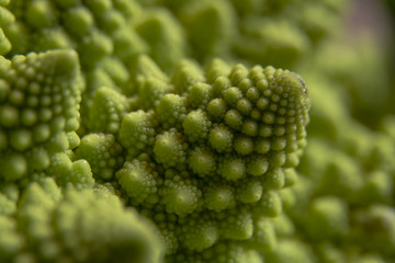 Roman broccoli close-up