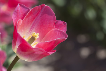 Champs de tulipes roses