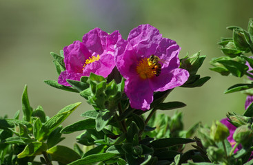 Corse, ciste rose dans le maquis au printemps en Balagne