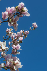 Magnolienblüte im Frühjahr