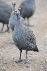 Guinea-fowl walking on dirt road in morning