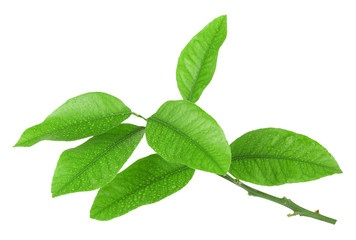 Fototapeta na wymiar Green citrus leaves isolated on white