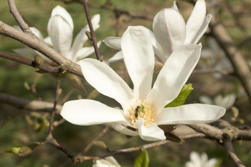 Fototapeta na wymiar white magnolia flower close-up
