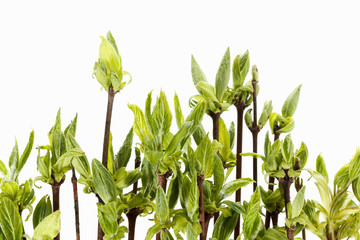 floral natural background of foliage and branches