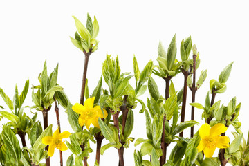 floral natural background of foliage and branches