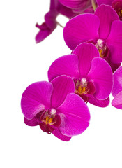 Fototapeta na wymiar Violet orchid on white